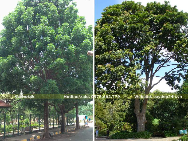 Cây Nhạc Ngựa trồng lấy bóng mát trên đường phố và trong công viên