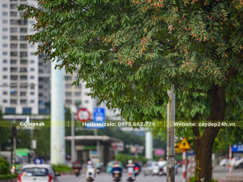 Hàng cây Sao Đen tỏa bóng râm mát cho phố phường