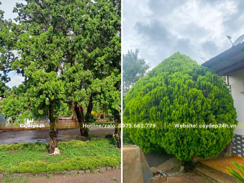 Trắc Bách Diệp lâu năm, cây cổ thụ trồng làm cảnh