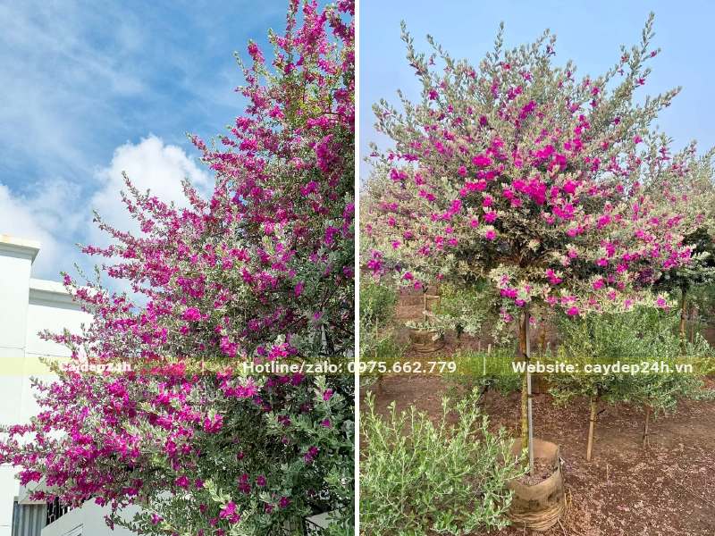 Cây Tuyết Sơn Phi Hồng cảnh trồng hàng rào