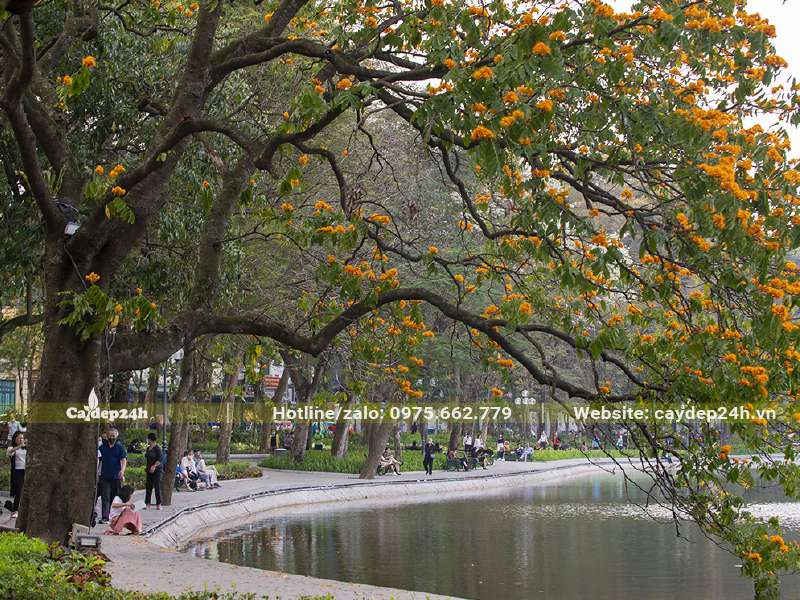 Hình ảnh những cây Vàng Anh cổ thụ khoe sắc hoa xinh đẹp quanh Hồ Gươm