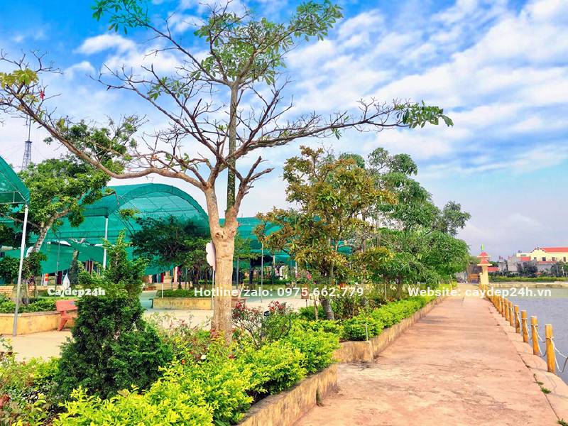 Hàng cây xanh trong sân trường, sử dụng chuỗi ngọc trồng viền bồn hoa