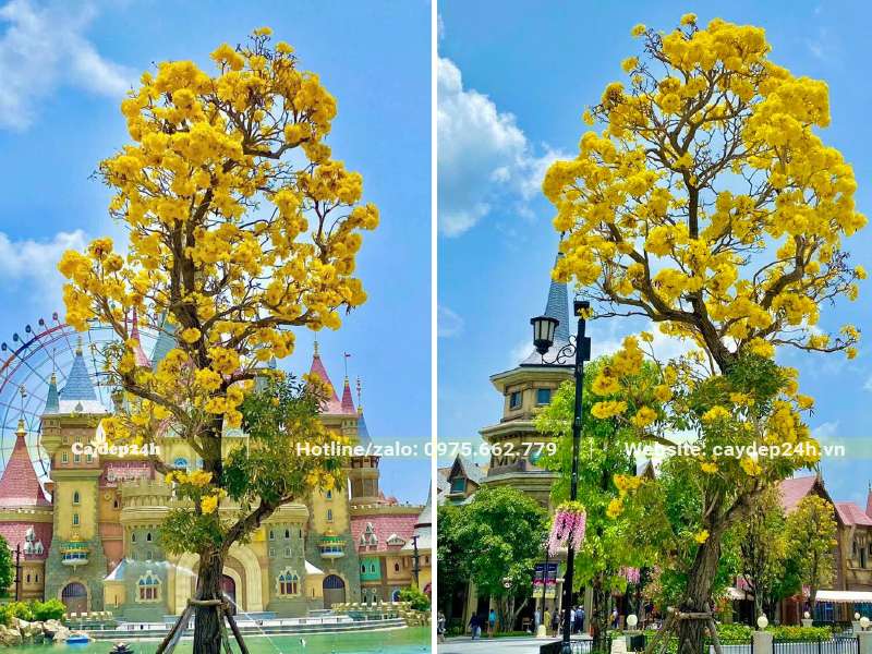 Cây Chuông Vàng trồng trong khu đô thị đang nở hoa rực rỡ