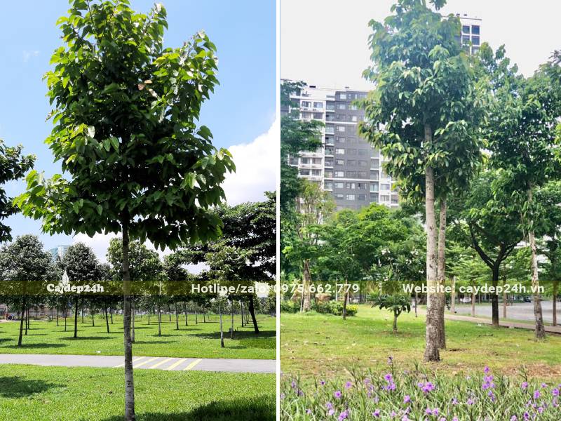 Trồng Dầu Rái lấy bóng mát trong khuôn viên khu đô thị