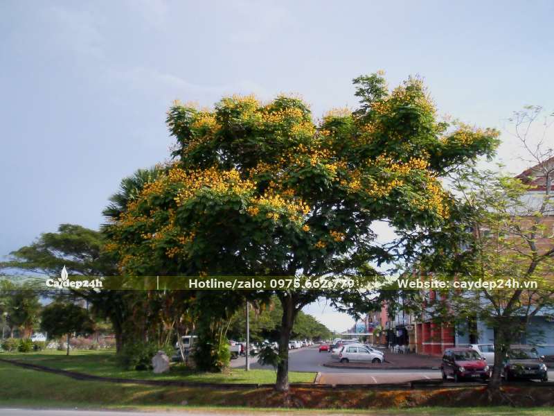 Cây Lim Xẹt trồng vỉa hè đường phố đang ra hoa vàng rực rỡ