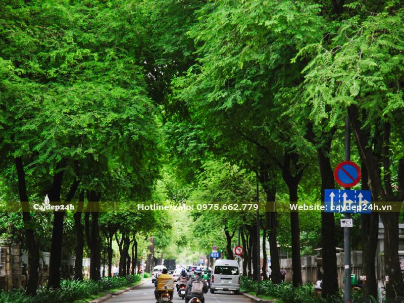 Hàng cây me cổ thụ tại TP Hồ Chí Minh