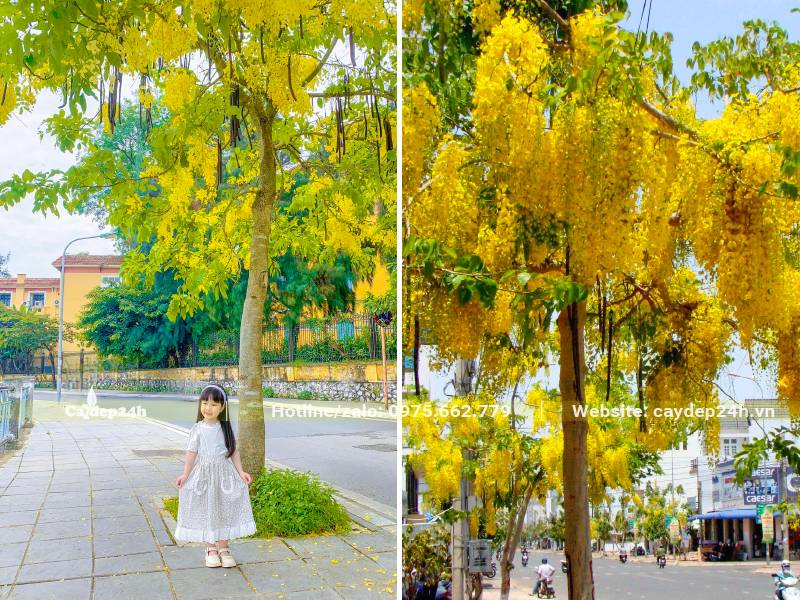 Muồng Hoàng Yến trồng trên vỉa hè đường phố ở Hà Nội