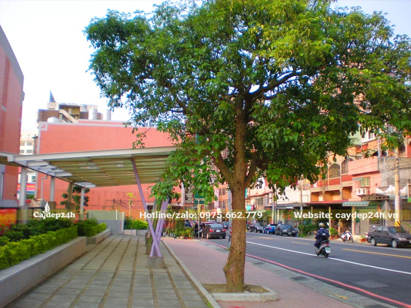 Cây Nhội trồng vỉa hè đường phố