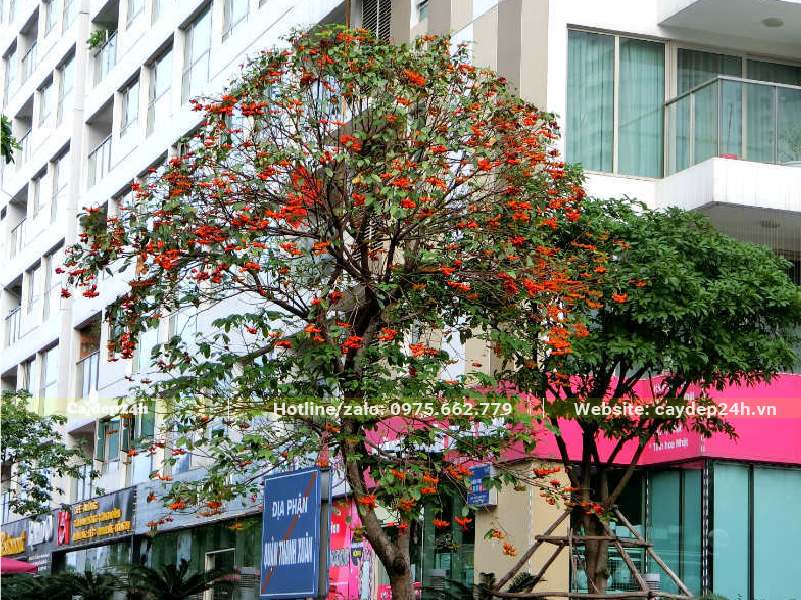 Cây Sang cổ thụ trồng trên đường phố đô thị