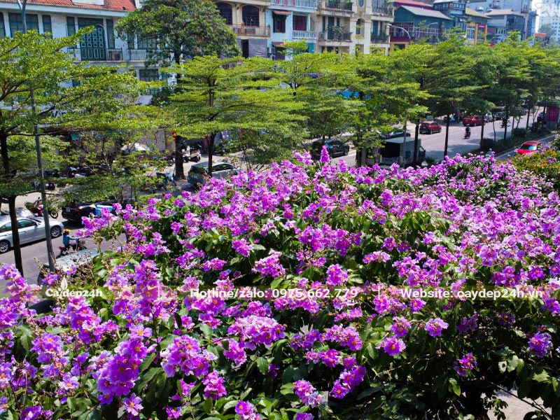 Hàng cây xanh trồng vỉa hè dáng đẹp, hoa đẹp