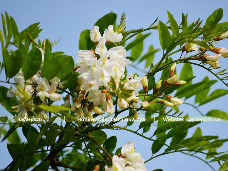 Cành cây Hòe mùa hoa nở rộ