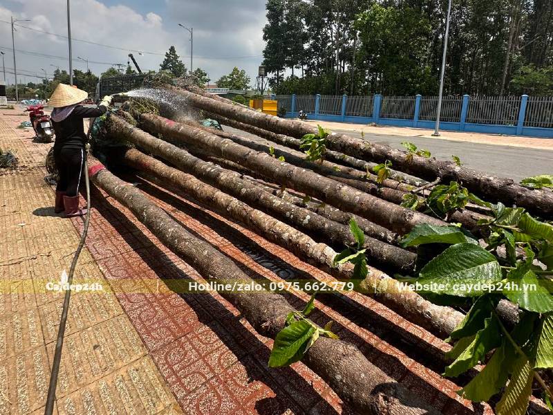 Hàng chục cây Dầu Rái công trình cao đến gần 10m