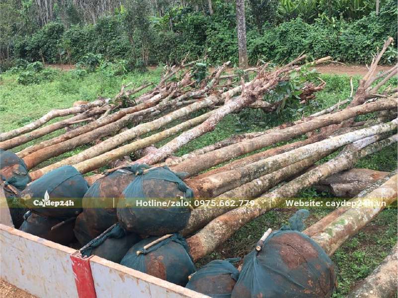 Tập kết và kiểm tra số lượng lớn cây Sang đường kính gốc 20cm tại điểm trồng