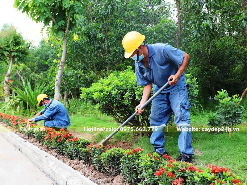 Trồng viền trong khuôn viên nhà máy bằng cây Mẫu Đơn đỏ