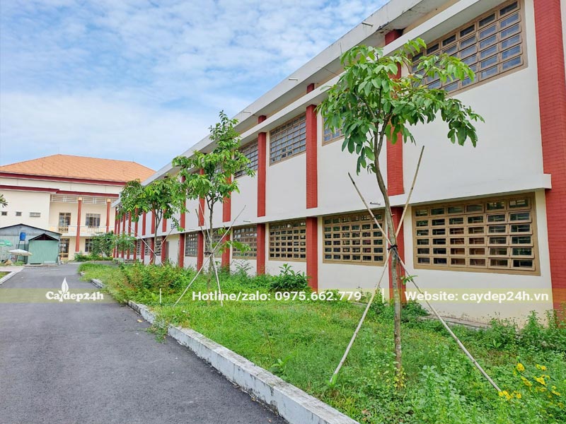 Thi công trồng và chống cây bóng mát cho trường học