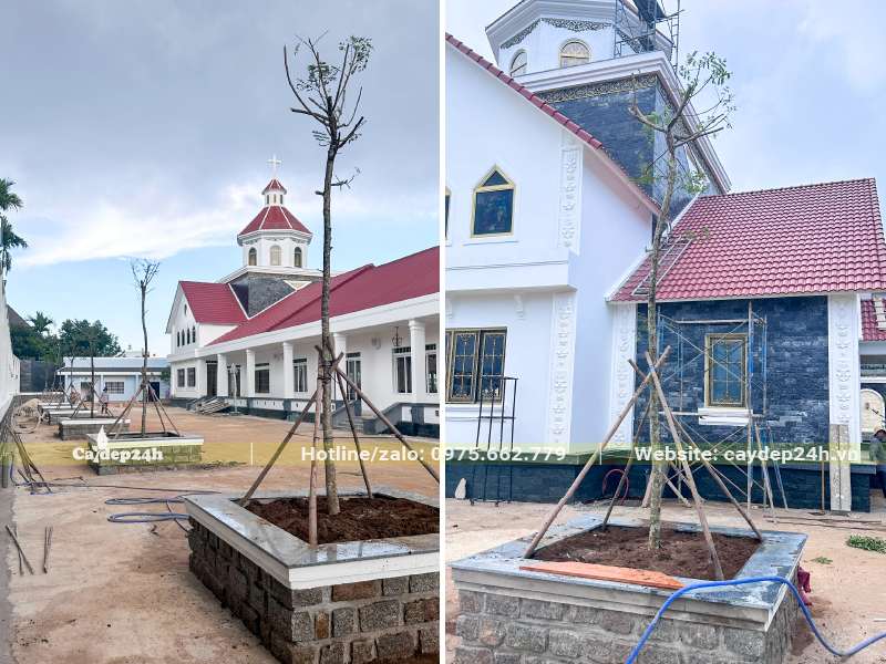 Trồng cây Lim Xẹt trong khuôn viên giáo xứ Chân Lộc