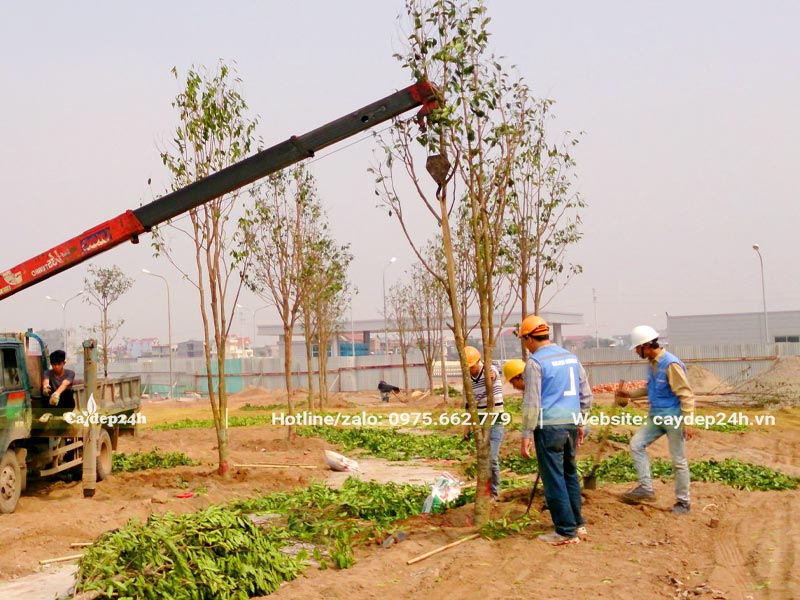 Thi công trồng xanh kích thước lớn cho khu nhà máy, nhà xưởng