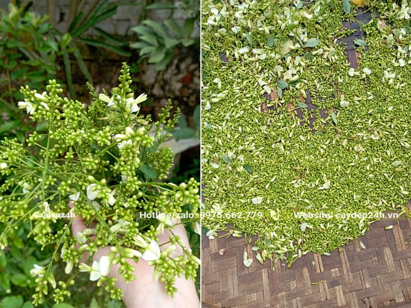 Thu hái nụ cây hoa Hòe