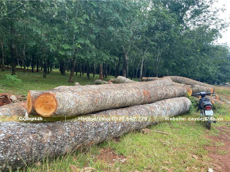 Gỗ của cây Xà Cừ gần 20 năm tuổi