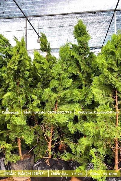 Trắc Bách Diệp cao hơn 2m, trồng trong bầu từ nhỏ