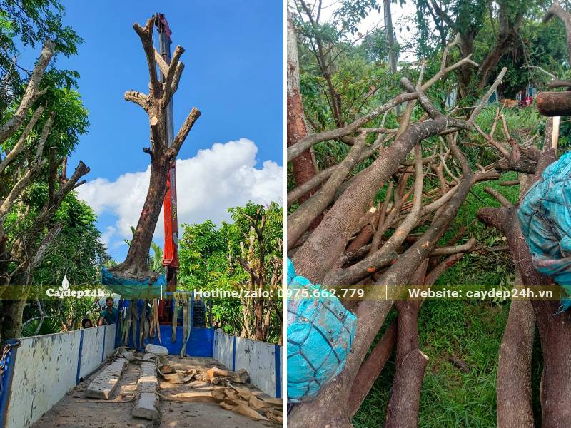 Me Tây công trình lâu năm đường kính gốc từ 12 - 20cm