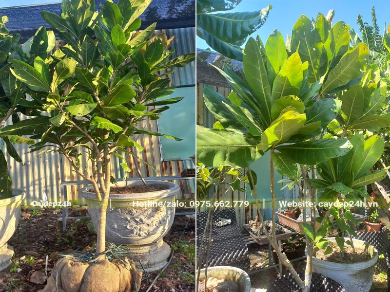 Trồng cây Bàng Vuông kích thước nhỏ trong chậu cảnh