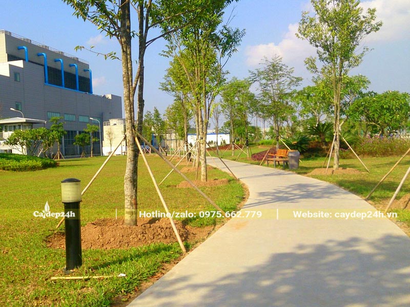 Dự án trồng cây xanh nhà máy ở Bắc Ninh sau khi hoàn thiện