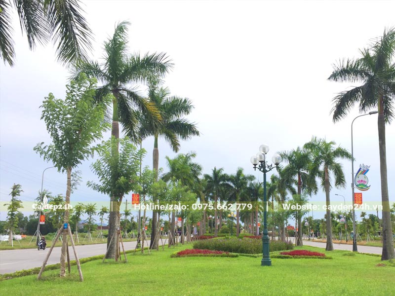 Trồng cây Đỗ Mai xen trong hàng Cau Vua trên một tuyến đường ở Hà Nội