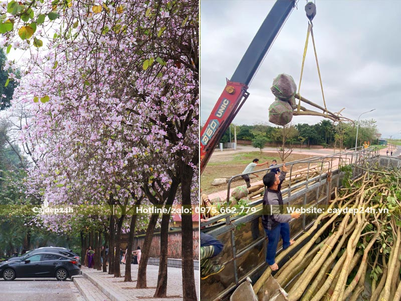 Trồng cây Ban Tây Bắc hoa trắng hồng, trắng tím xinh đẹp