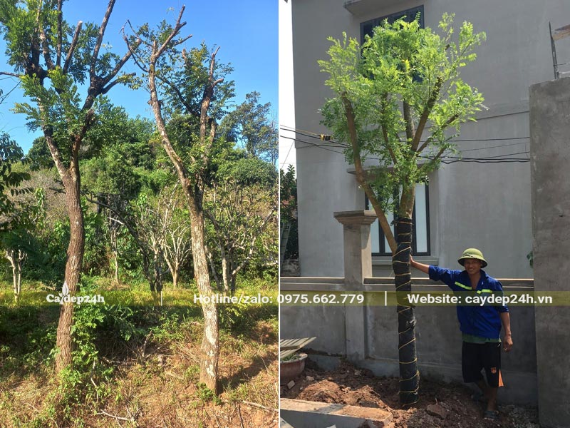 Trồng cây hoa Hòe cao 3,5m trong sân của một ngôi nhà biệt thự