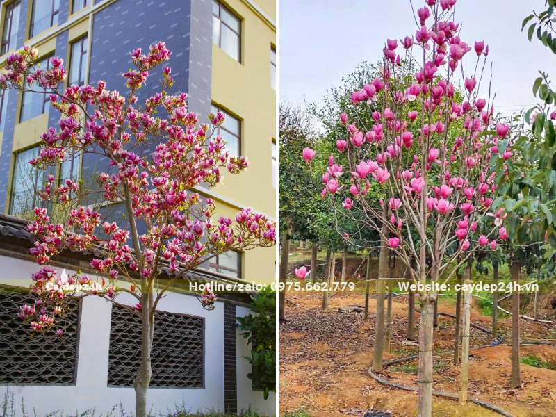 Trồng cây hoa Mộc Lan trong sân vườn biệt thự cao cấp