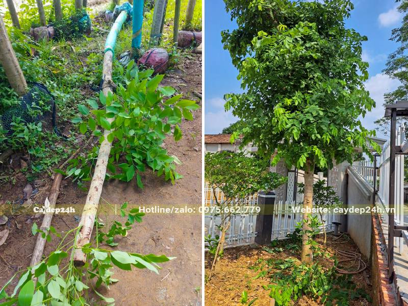 Trồng cây Muồng Hoàng Yến trong sân vườn nhà