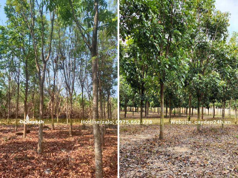 Vườn trồng và nuôi dưỡng cây Nhạc Ngựa công trình đường kính thân 10cm đo cách gốc 1m