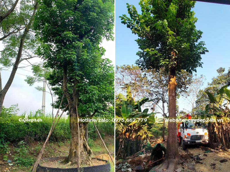 Hai cây Nhội đại thụ đã dâm ủ nhiều năm, thân thẳng đẹp