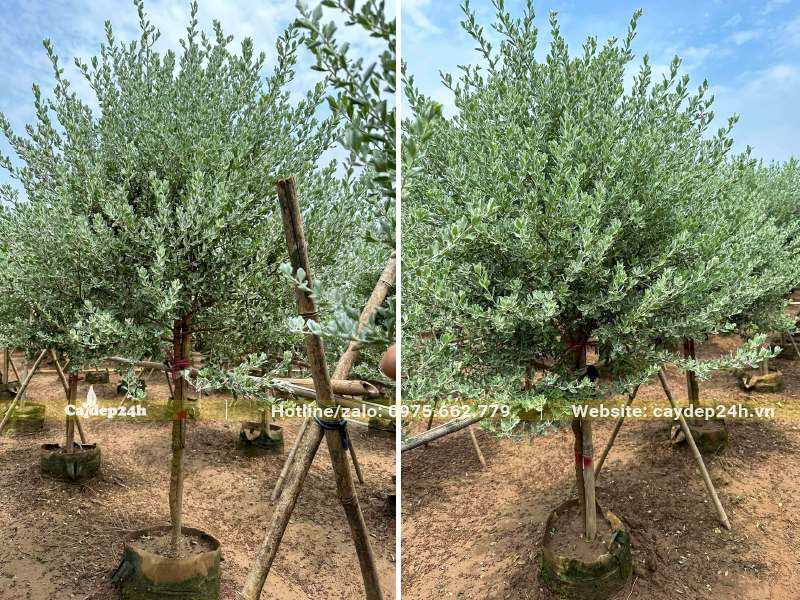 Vườn dâm ủ số lượng lớn cây Tuyết Sơn Phi Hồng cao 2m, tán tròn đẹp