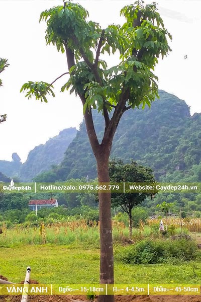 Dâm ủ Vàng Anh lá lớn đk gốc 15cm trở lên