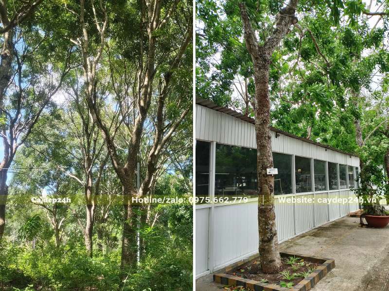 Cây Xà Cừ trồng trong công viên, thân cao, tán lớn