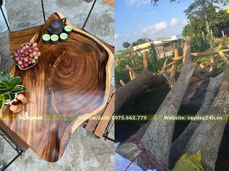Khai thác gỗ cây Me Tây để làm đồ nội thất