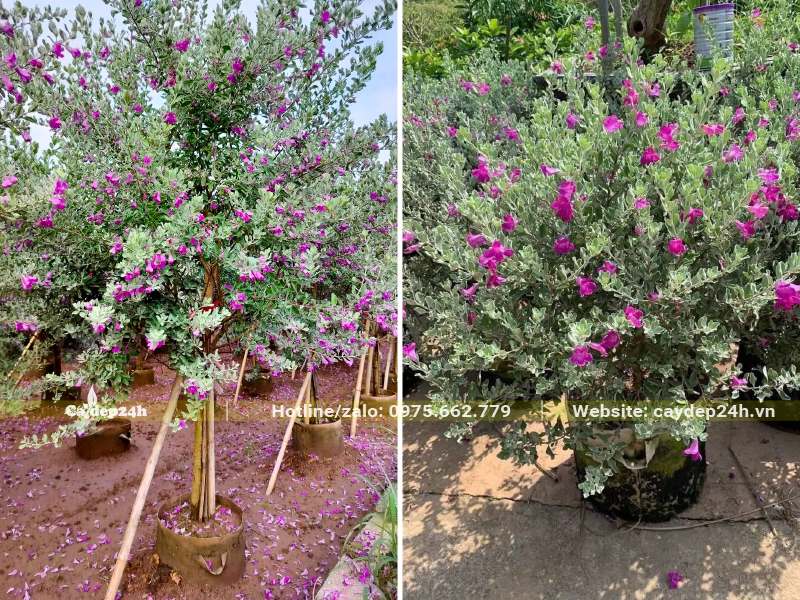 Đường kính bầu 30 - 40cm, cây cao 1,5 - 2,5m