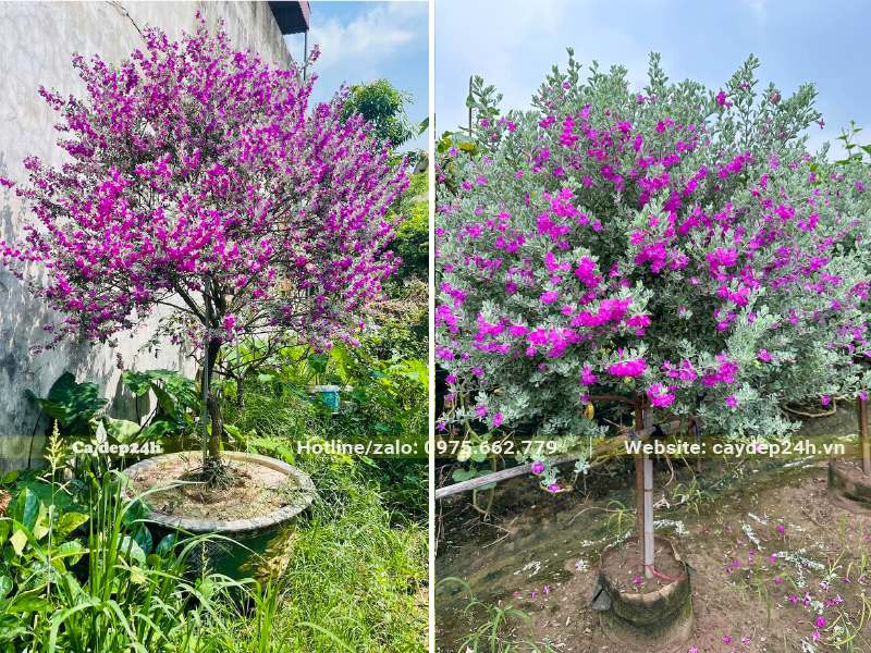 Chiều cao của cây gần 2m, nở hoa kín cả tán cây