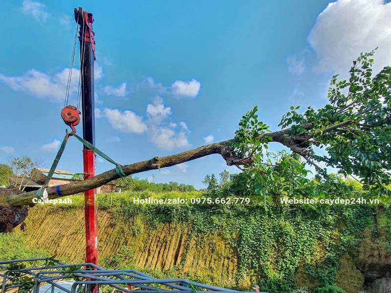 Cẩu và cếp cây Đỗ Mai lâu năm, đã tỉa tay cành lên thùng xe