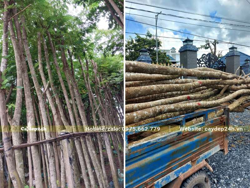 Đang di chuyển cây Lim Xẹt từ nhà vườn ra xe tải