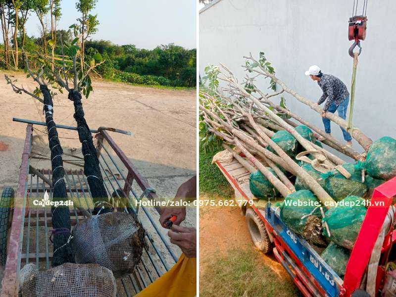 Tập kết cây Vàng Anh đường kính gốc 18 - 20cm