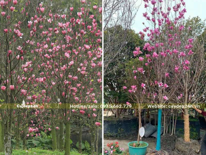 Vườn cây Mộc Lan nở hoa rực rỡ, màu hồng đậm nổi bật