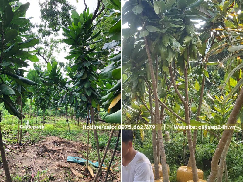 Bứng bầu cây Bàng Vuông đường kính gốc 3 - 5cm từ vườn trồng