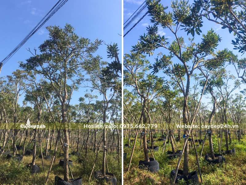 Vườn dâm ủ hàng trăm cây chuông vàng cao khoảng 5m, đk gốc 10cm