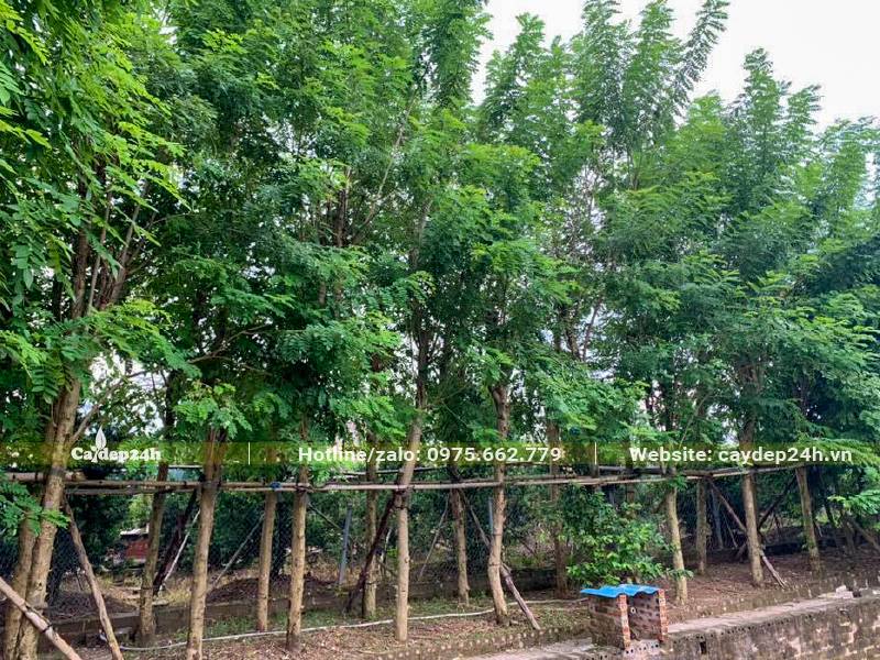 Mua cây Đỗ Mai dâm ủ tán lớn, còn nguyên cành chưa tỉa