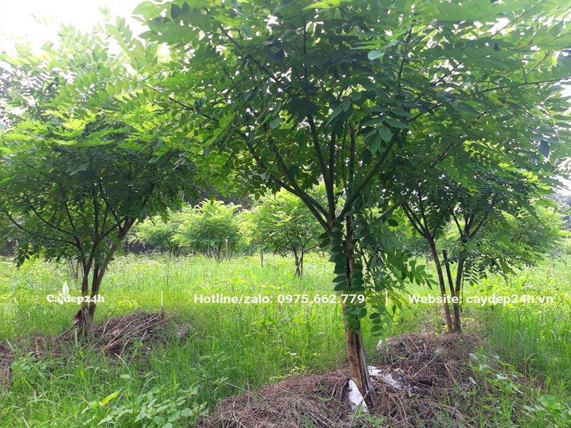 Vườn cây Hòe bứng thẳng, chiều cao khoảng 2 - 3m