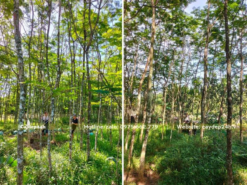 Vườn nuôi trồng Lim Xẹt