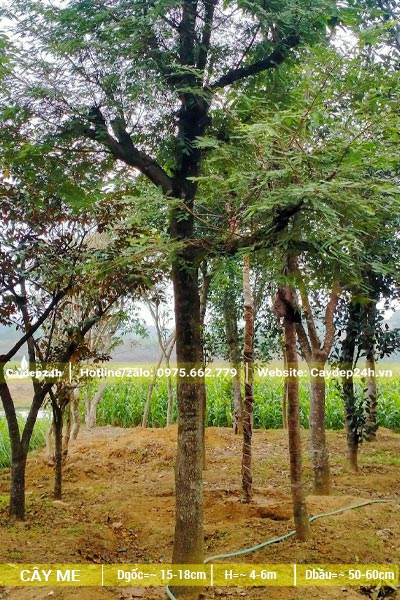 Cây Me tại vườn dâm ủ chiều cao khoảng 6m
